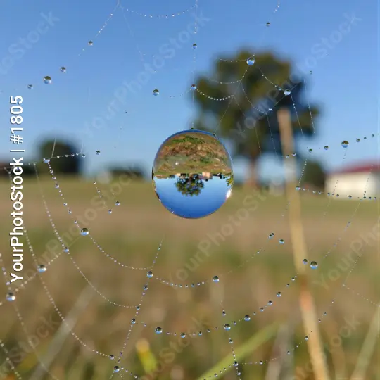 Water Droplets on Spider Web in Field nature grass