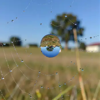 Water Droplets on Spider Web in Field nature grass