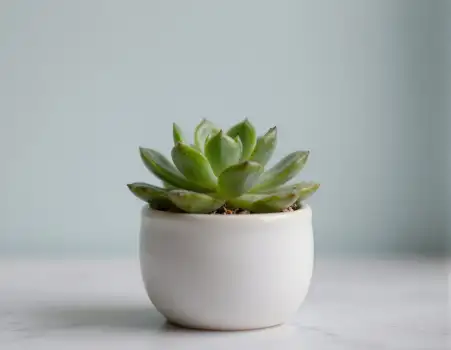 White Ceramic Pot with Fan-Leafed Succulent round