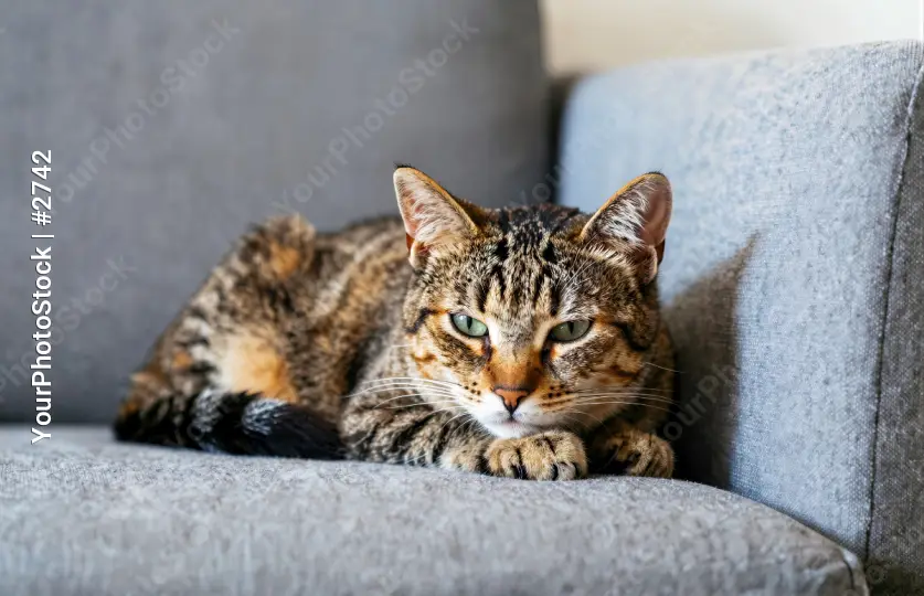 Cat lounging on couch serious