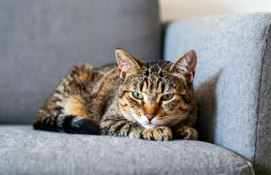 Cat lounging on couch serious