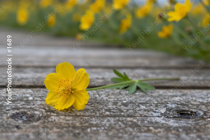 Close-up Yellow Flower on Weathered Wood wooden surface
