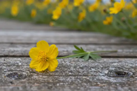 Close-up Yellow Flower on Weathered Wood wooden surface