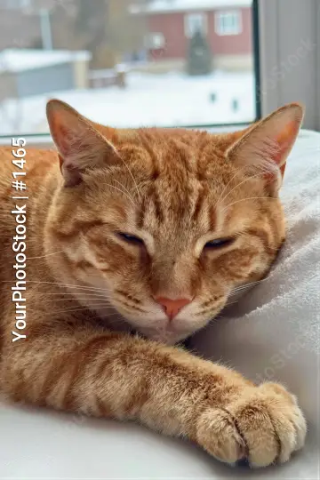 Relaxed Orange Tabby Cat on White Surface resting