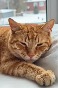 Relaxed Orange Tabby Cat on White Surface resting