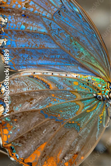Intricate Butterfly Wings Close-Up patterns colors