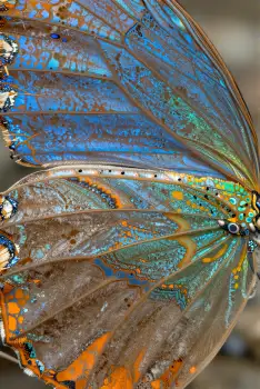 Intricate Butterfly Wings Close-Up patterns colors