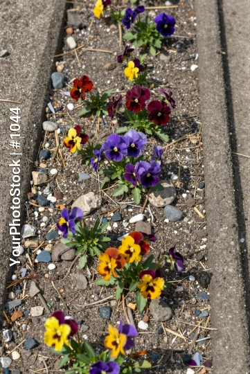 Colorful Flower Bed in Garden concrete pansies
