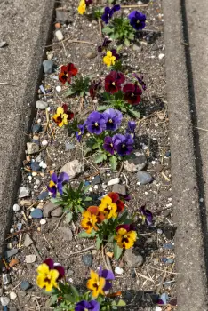 Colorful Flower Bed in Garden concrete pansies