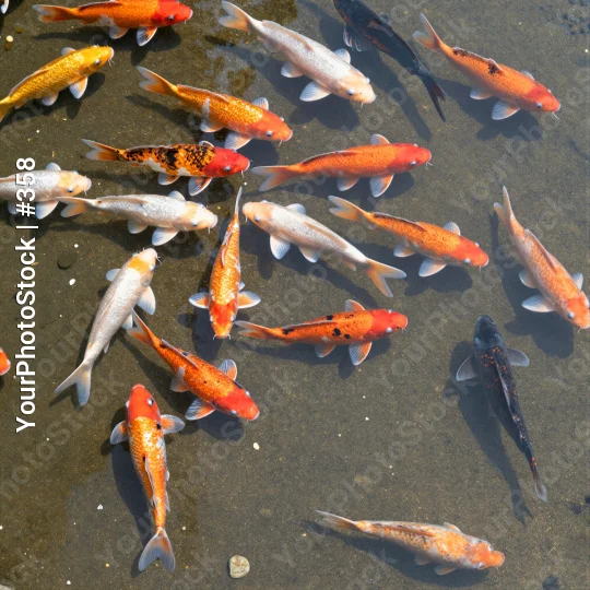 Koi Fish Swimming in Murky Pond murky water various sizes