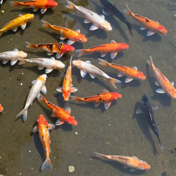 Koi Fish Swimming in Murky Pond murky water various sizes