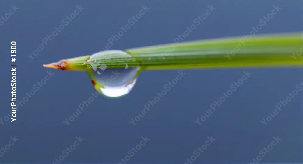 Glistening Water Drop on Grass Blade close-up