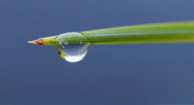 Glistening Water Drop on Grass Blade close-up