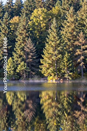 Serene Lake Surrounded by Tall Trees reflection