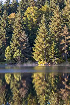 Serene Lake Surrounded by Tall Trees reflection