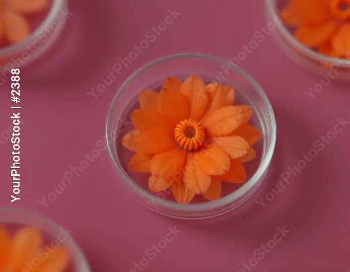 Close-up orange flower in glass bowl petals bright center