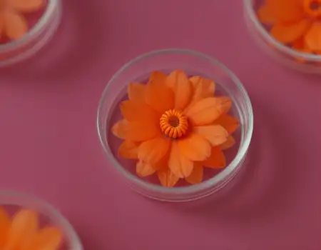 Close-up orange flower in glass bowl petals bright center
