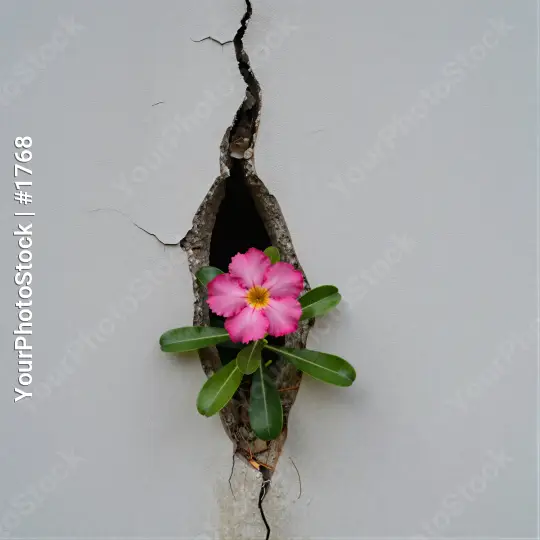 Pink Flower in Crack White Wall green leaves serene