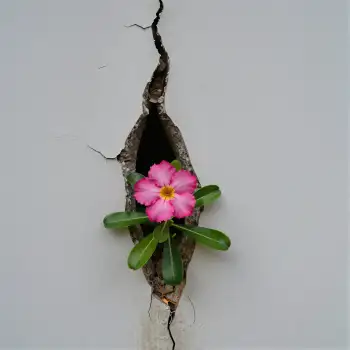 Pink Flower in Crack White Wall green leaves serene