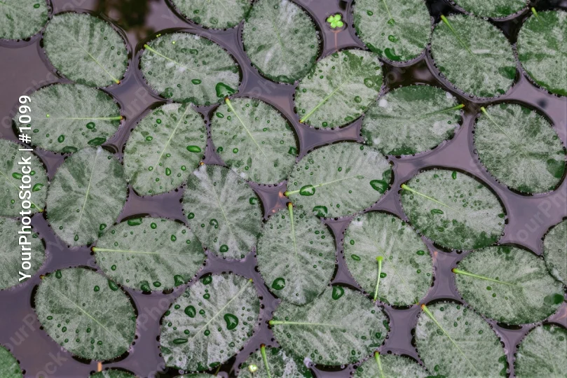 Green Leaves Floating on Water oval rough texture