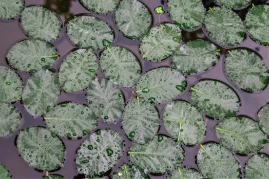 Green Leaves Floating on Water oval rough texture