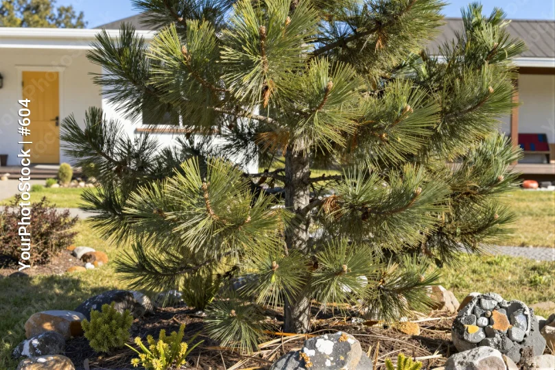Healthy Pine Tree in Front of House green needles