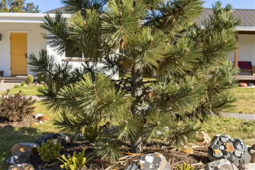 Healthy Pine Tree in Front of House green needles