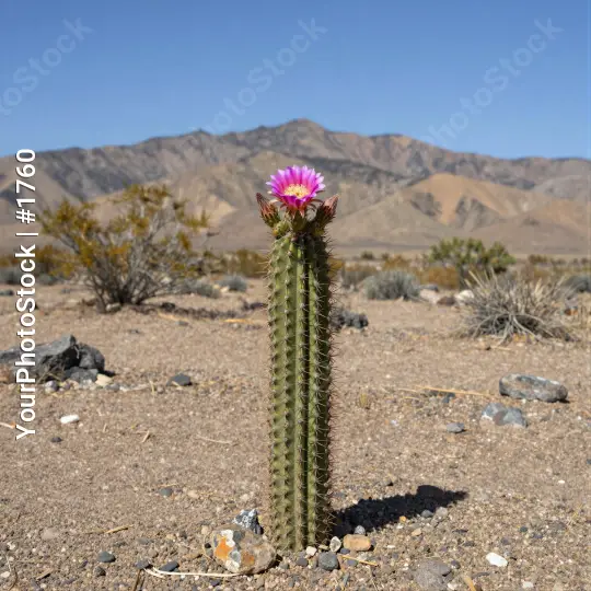 Healthy Pink Cactus in Desert Landscape mountains