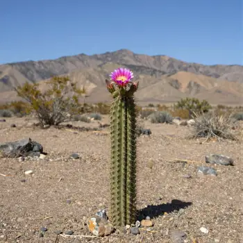 Healthy Pink Cactus in Desert Landscape mountains