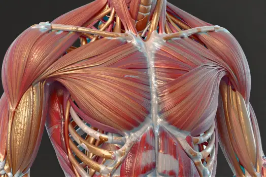 3D Model Shoulder Muscles Red Gold Highlight intricate details
