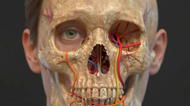 Close-up of a realistic light-colored human skull with red and orange