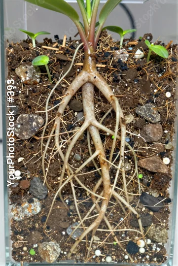 Healthy Plant with Long Thin Roots Close-Up gardening growth