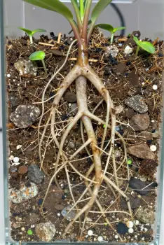 Healthy Plant with Long Thin Roots Close-Up gardening growth