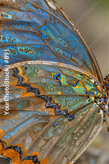 Close-up of Butterfly Wings insect close-up intricate patterns