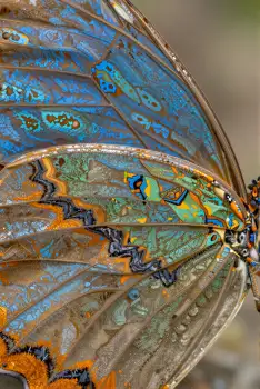 Close-up of Butterfly Wings insect close-up intricate patterns