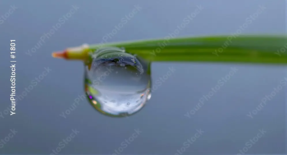 Glistening Water Drop on Grass Blade nature close-up