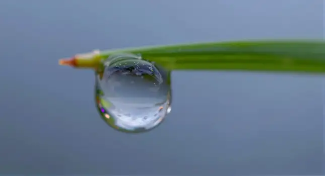 Glistening Water Drop on Grass Blade nature close-up