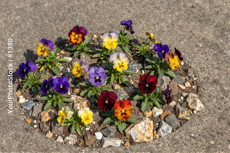 Colorful Flower Bed with Pansies on Concrete vibrant