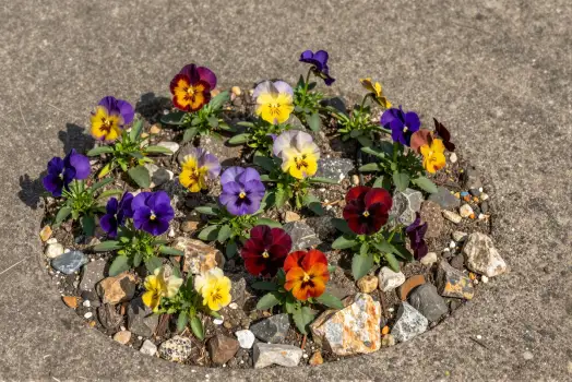 Colorful Flower Bed with Pansies on Concrete vibrant
