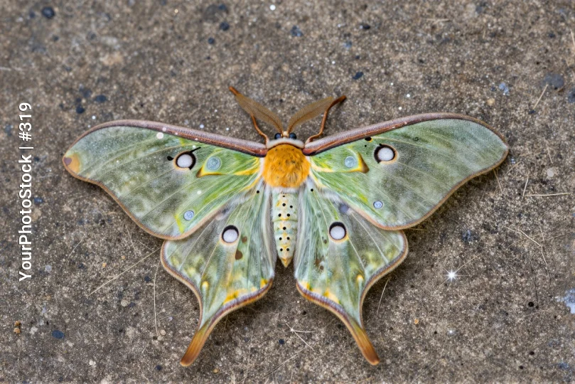 moth resting on concrete surface insect close-up