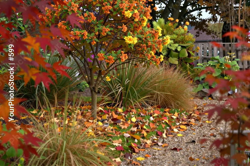 Autumn Garden with Blooming Tree fall leaves gravel path