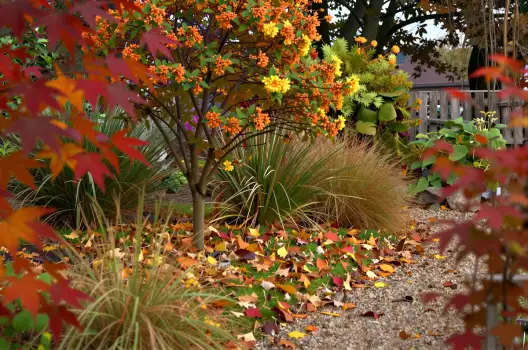 Autumn Garden with Blooming Tree fall leaves gravel path