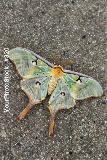Close-up of a Green Moth with Yellow and Orange Striped Wings on