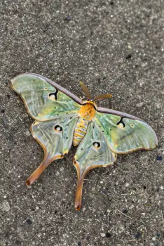 Close-up of a Green Moth with Yellow and Orange Striped Wings on