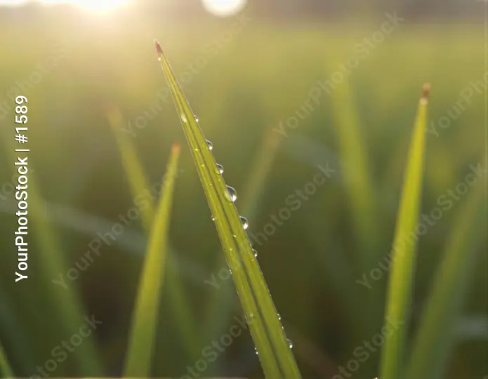 Vibrant Green Grass Blade with Glistening Water Droplets