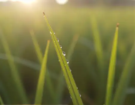 Vibrant Green Grass Blade with Glistening Water Droplets