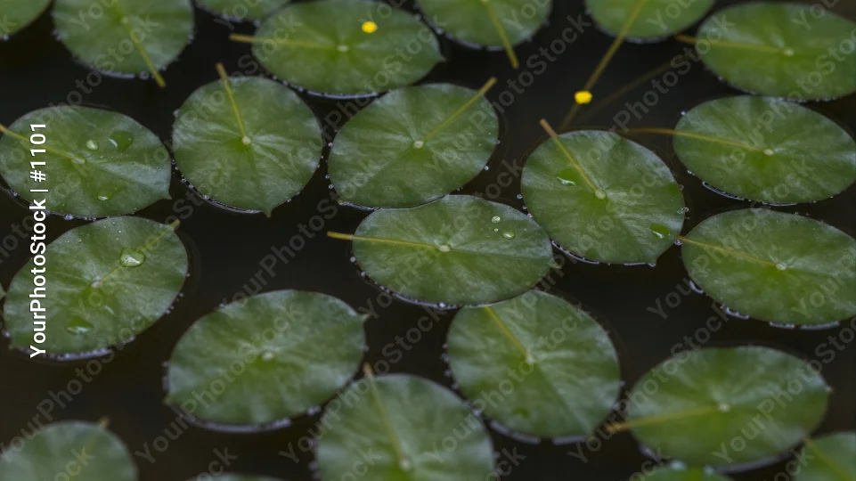 Green Leaves Floating on Water oval-shaped glossy