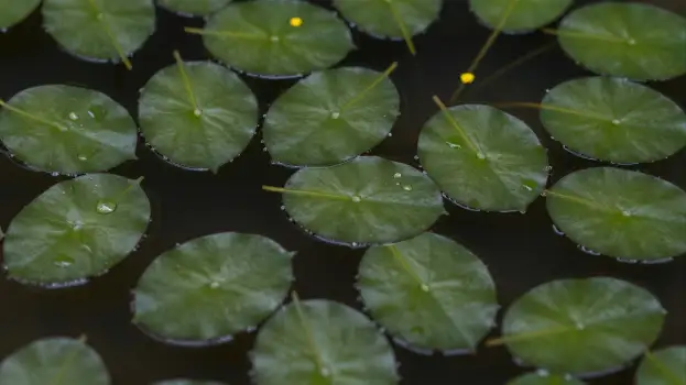 Green Leaves Floating on Water oval-shaped glossy