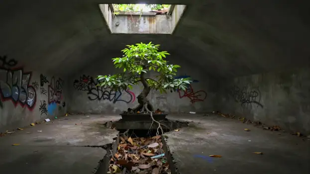 Abandoned Underground Room with Bonsai Tree graffiti