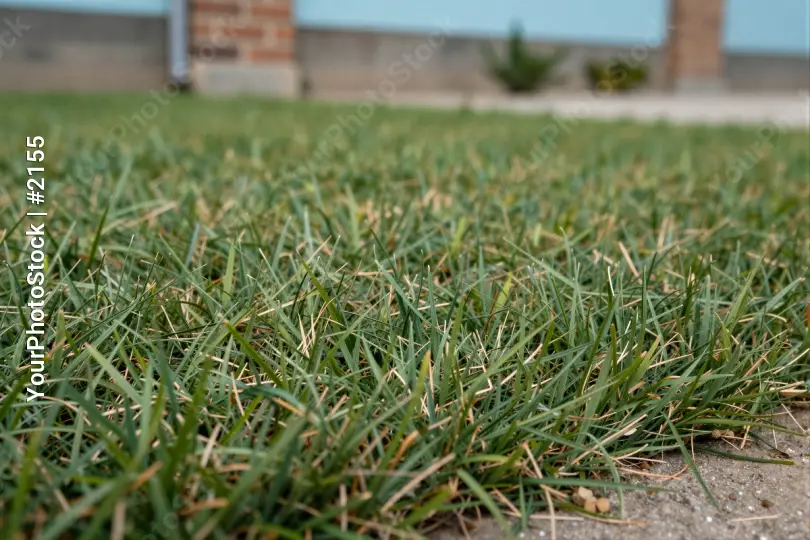 Freshly Cut Green Grass Close-Up fresh cut healthy grass